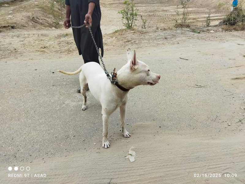 gultair dog for sale in layyah chowk azam 4