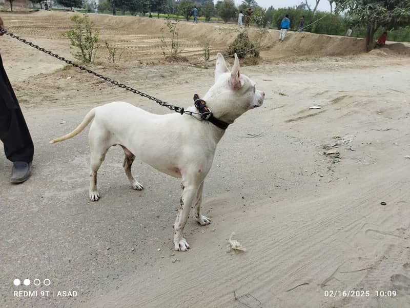 gultair dog for sale in layyah chowk azam 5