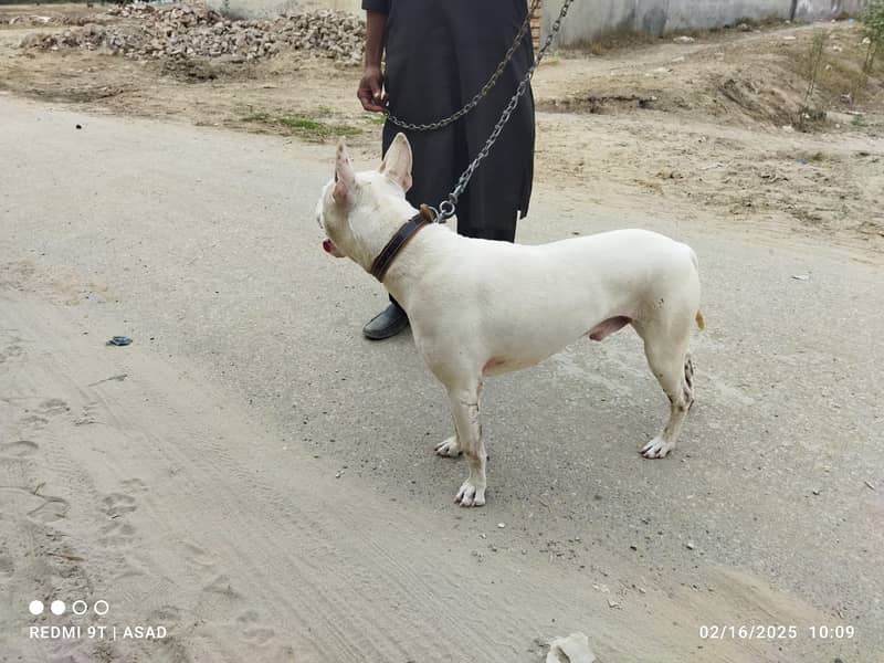 gultair dog for sale in layyah chowk azam 6