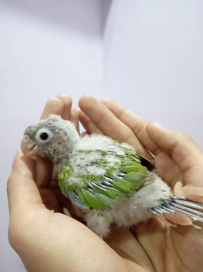 Pineapple Conure Chick and Yellow Sided Conure Chick. 0