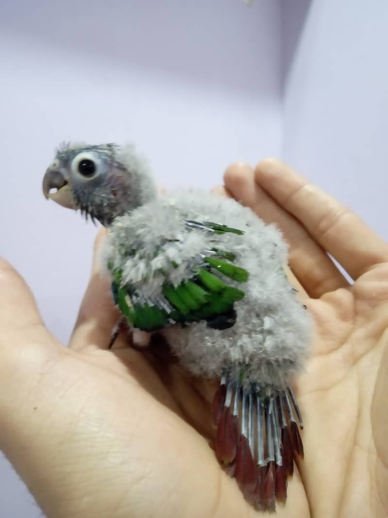 Pineapple Conure Chick and Yellow Sided Conure Chick. 1