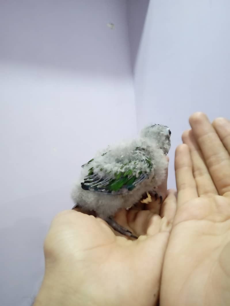 Pineapple Conure Chick and Yellow Sided Conure Chick. 2