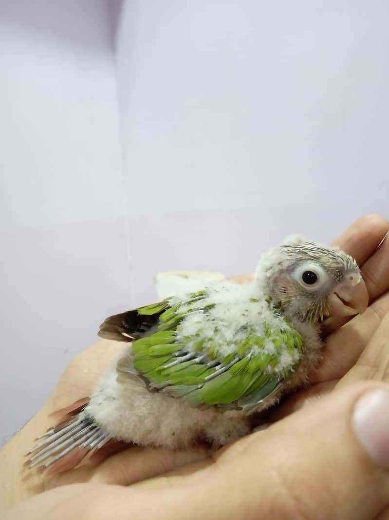 Pineapple Conure Chick and Yellow Sided Conure Chick. 3