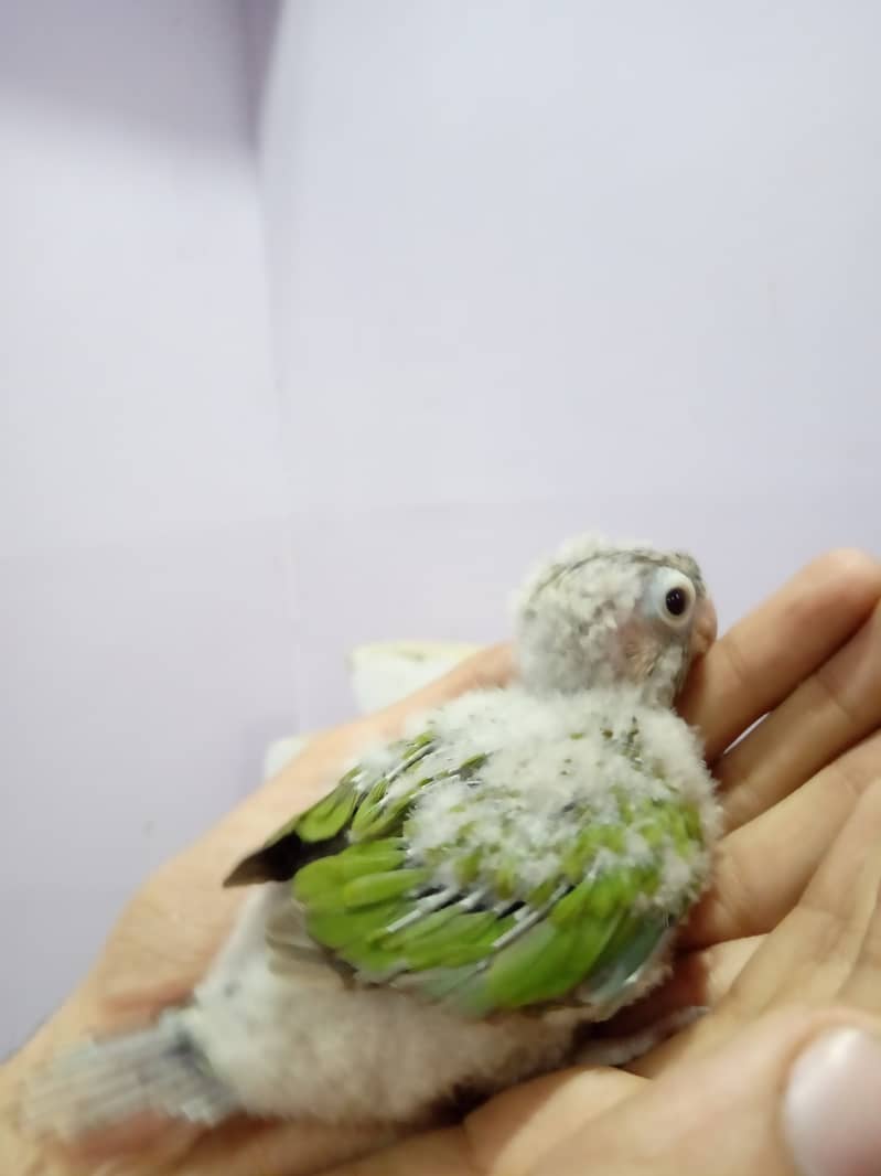 Pineapple Conure Chick and Yellow Sided Conure Chick. 4