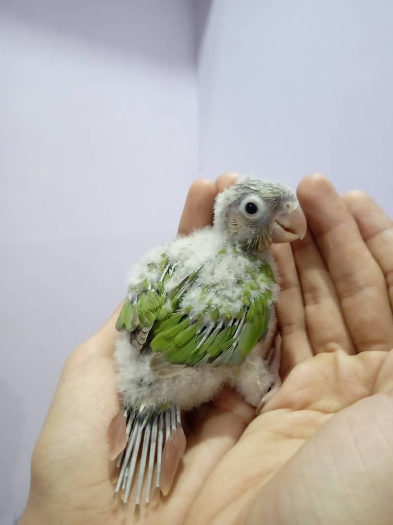 Pineapple Conure Chick and Yellow Sided Conure Chick. 5