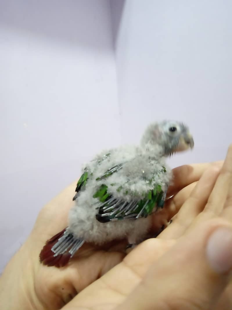 Pineapple Conure Chick and Yellow Sided Conure Chick. 6