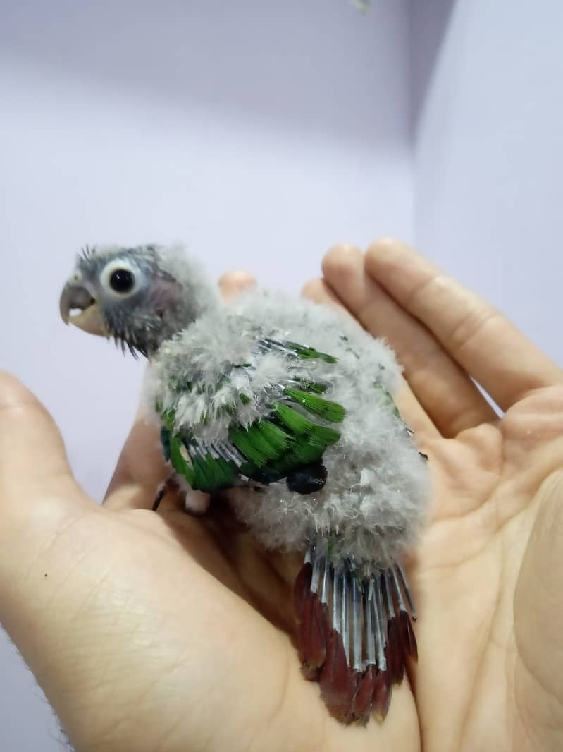 Pineapple Conure Chick and Yellow Sided Conure Chick. 7