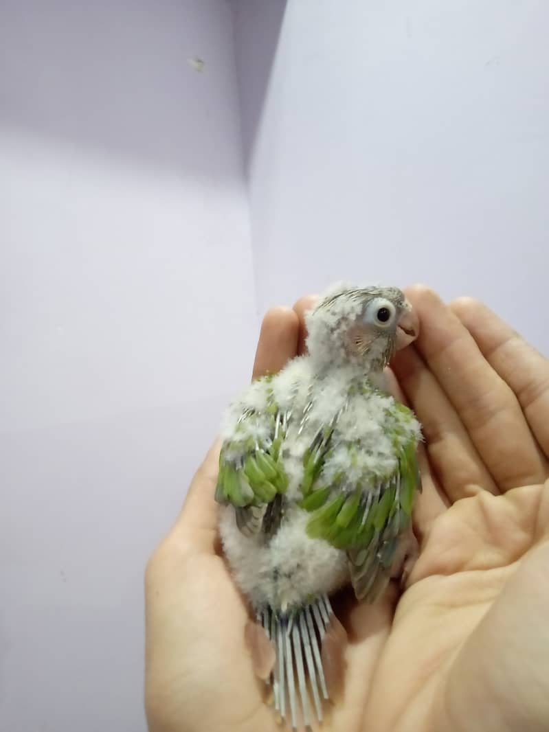 Pineapple Conure Chick and Yellow Sided Conure Chick. 8