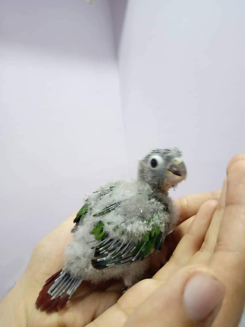 Pineapple Conure Chick and Yellow Sided Conure Chick. 9