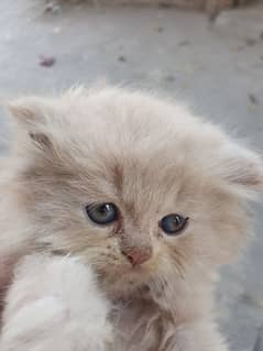 Persian kitten cream (Ligh Golden) & White mix color