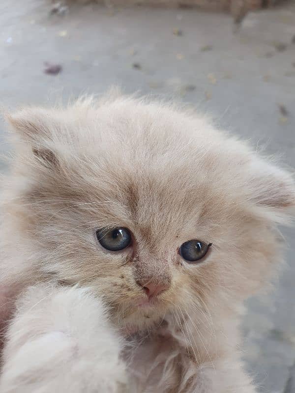 Persian kitten cream (Ligh Golden) & White mix color 0