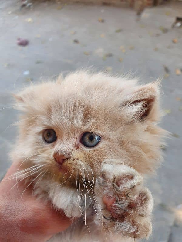 Persian kitten cream (Ligh Golden) & White mix color 2