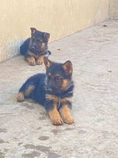 Shepherd puppies for sale