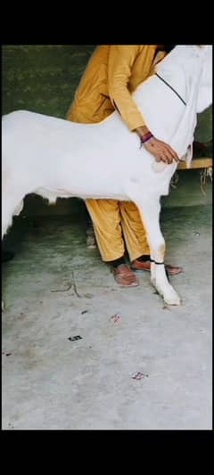 Bakra