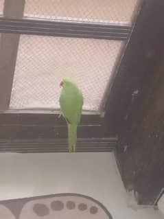 green parrot