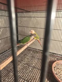 beautiful green to apple conure pair