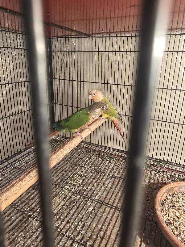 beautiful green to apple conure pair 0