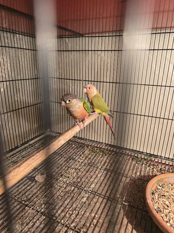 beautiful green to apple conure pair 1