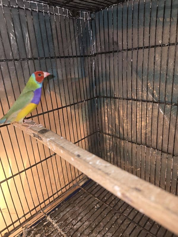 beautiful green to apple conure pair 2