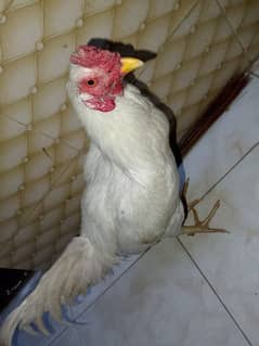 heera aseel male for sale