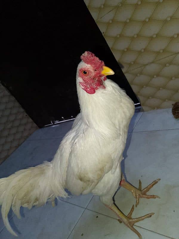 heera aseel male for sale 1