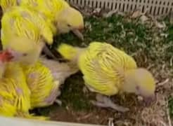 2 yellow ringneck chicks