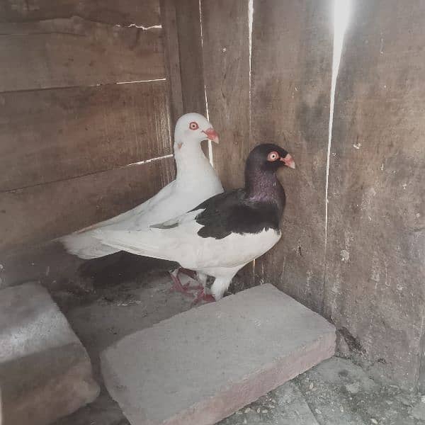 Denish pair and German beauty male for sale 1