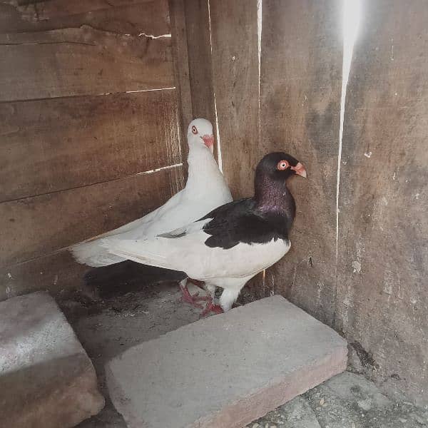 Denish pair and German beauty male for sale 2