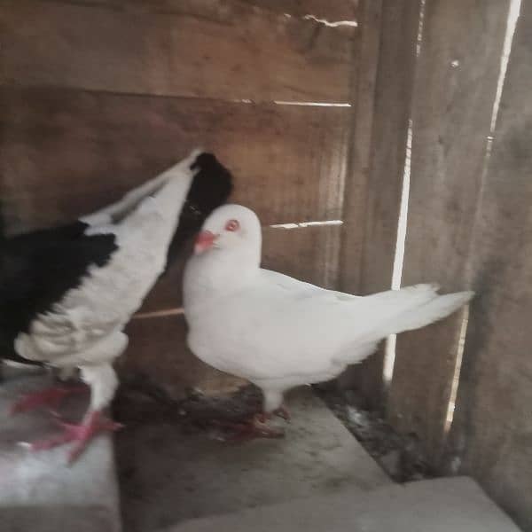 Denish pair and German beauty male for sale 8