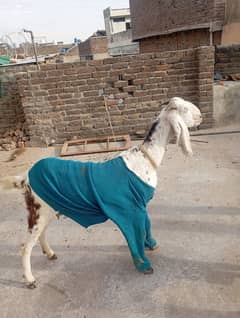 desi goat