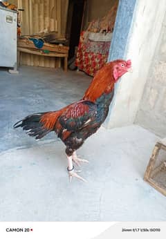 aseel high quality breed