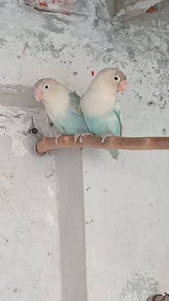 lovebirds