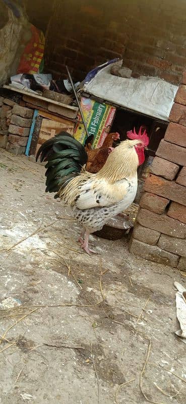 3 Egg Laying Hens and 1 Cock (Murga) 0