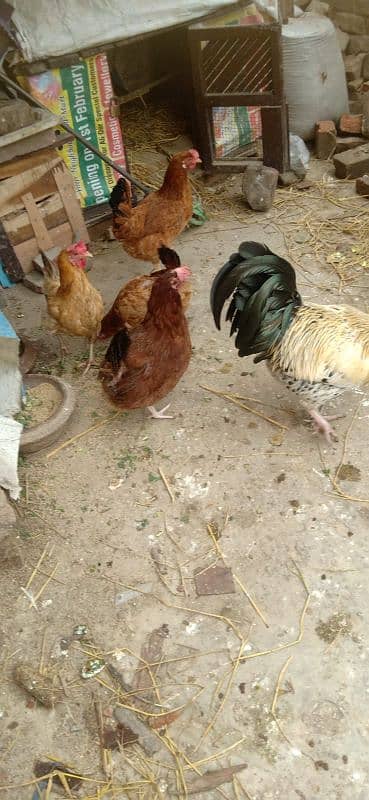 3 Egg Laying Hens and 1 Cock (Murga) 2