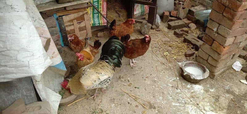 3 Egg Laying Hens and 1 Cock (Murga) 3