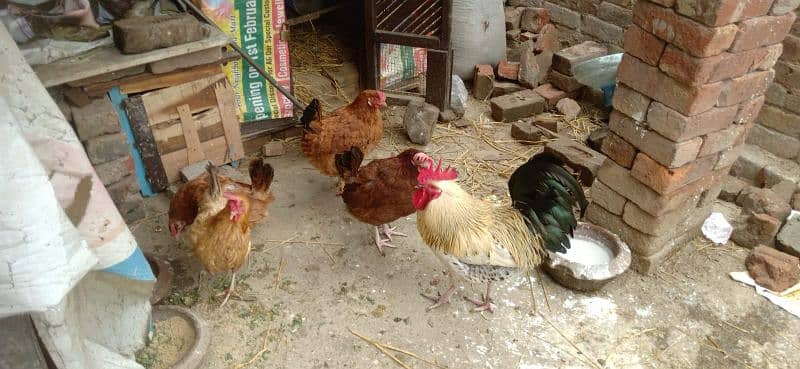 3 Egg Laying Hens and 1 Cock (Murga) 4