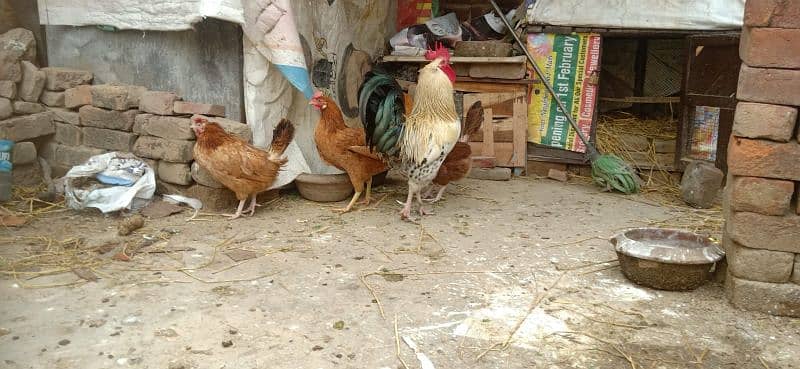 3 Egg Laying Hens and 1 Cock (Murga) 5