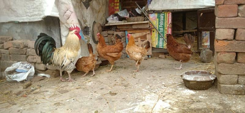 3 Egg Laying Hens and 1 Cock (Murga) 6