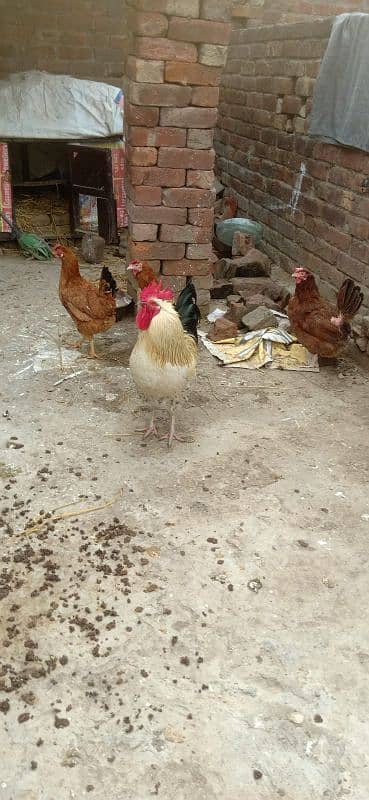 3 Egg Laying Hens and 1 Cock (Murga) 8