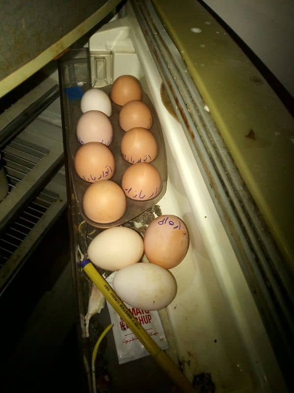 3 Egg Laying Hens and 1 Cock (Murga) 10