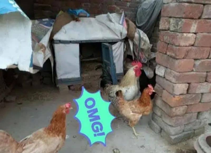 3 Egg Laying Hens and 1 Cock (Murga) 12