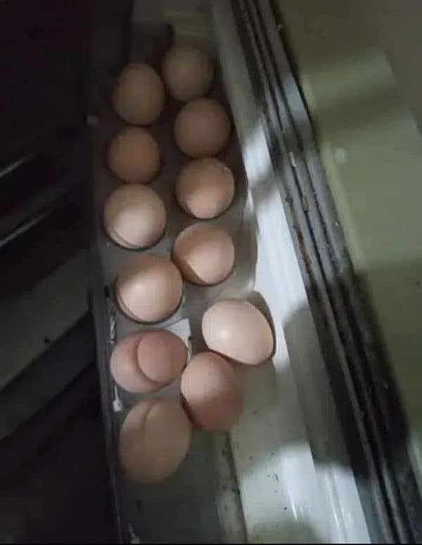 3 Egg Laying Hens and 1 Cock (Murga) 13