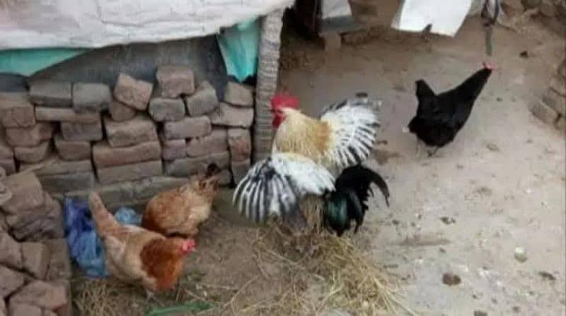 3 Egg Laying Hens and 1 Cock (Murga) 14