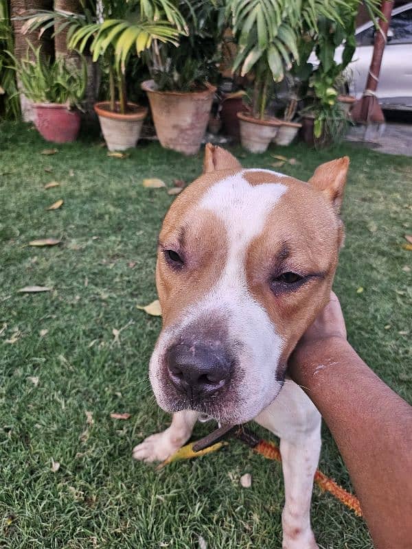 American Pitbull available 0