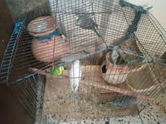 budgies sale with cage