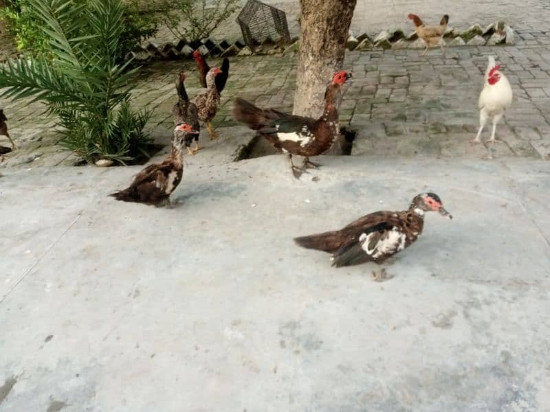 Muscovy ducks MuG 0