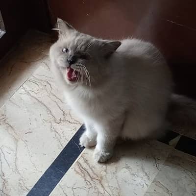 Cloudy Male cat - Cats - 1098584939