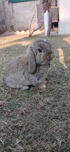 Holland lop bunnies/punch face