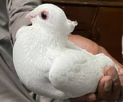 Pigeons Pair Fancy Pure White