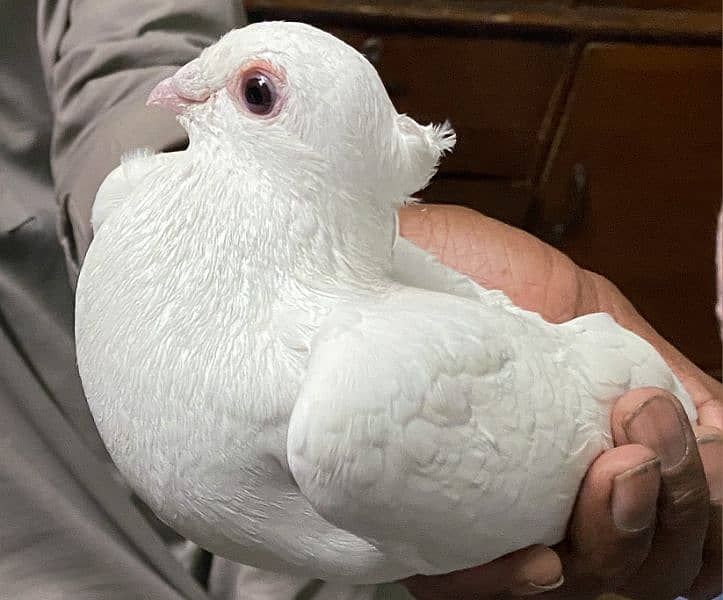 Pigeons Pair Fancy Pure White 0